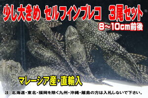 少し大きめのセルフィンプレコ3尾セット★全長8～10cm前後・たくさんの在庫の中から数えてお届け・適格請求書発行可能【お届け地域制限有