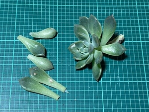 多肉植物★フロストフラワー★カット苗＋葉★寄せ植え