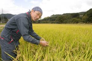 月山の麓で栽培した特別栽培米（令和５年産精米コシヒカリ２０ｋｇ）