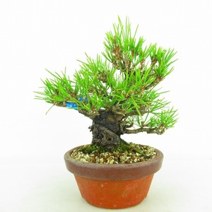 盆栽 松 黒松 樹高 約15cm くろまつ Pinus thunbergii クロマツ マツ科 常緑針葉樹 観賞用 小品 現品