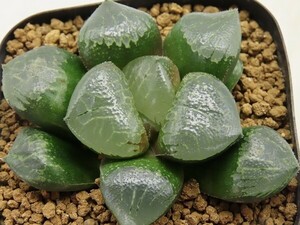 ■[W017]Ogre　オーガ　SCオリジナル　ヤマト運輸 【多肉植物　Haworthia　ハオルチア　ハオルシア】