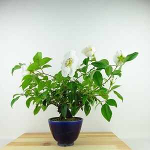 盆栽 茨 難波茨 樹高 約24cm なにわいばら Rosa laevigata ナニワイバラ 花 つる性 薔薇 ばら Rosa バラ バラ科 バラ属 常緑樹 観賞用 現品