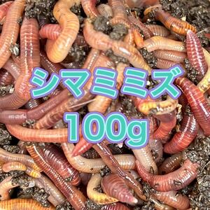 ミミズコンポスト用シマミミズ 100グラム 250匹