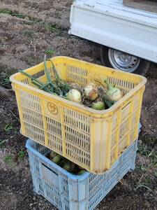 【玉ねぎ好きの必見】淡路島産の旨みが凝縮された一品　B品5kg