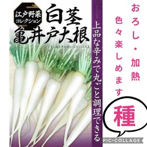 《増量中》【40→50粒】江戸野菜コレクション『白茎亀井戸大根』　間引き菜も美味しいです♪　送料73円〜