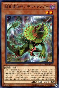 遊戯王 捕食植物サンデウ・キンジー ノーマル デュエリストパック レジェンドデュエリスト編5 DP22-JP051 プレデター・プランツ