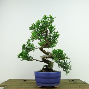 盆栽 真柏 樹高 約15cm しんぱく Juniperus chinensis シンパク “ジン シャリ” ヒノキ科 常緑樹 観賞用 小品 現品