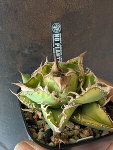 【AGAVE TITANOTA NO PLANTS ブツブツ株】アガベ　チタノタ　子株