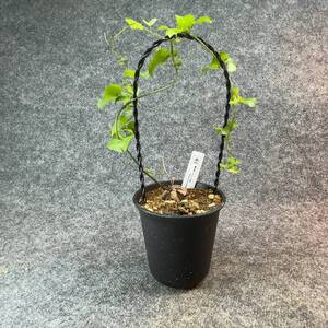 【鉢ごと発送】アフリカ型 亀甲竜 / Dioscorea elephantipes / 4号鉢 / 塊根・多肉植物【現品】 24-10-28-02