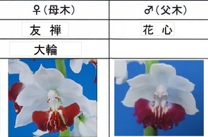 80B2えびね欄　１４５　友禅×花心　2025年初花見込苗　山野草エビネラン