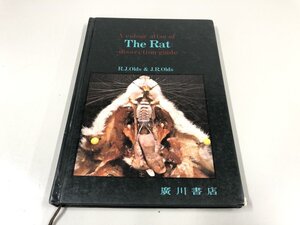 ★　【カラーアトラス ラットの解剖 ガイドブック 嶋井和世 西村陽三 広川書店 1985年】193-02411