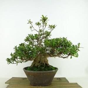 盆栽 皐月 白玲 樹高 約23cm さつき Rhododendron indicum サツキ ツツジ科 常緑樹 観賞用 現品