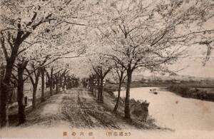 絵葉書　土浦名所　桜川の景　桜花河川小舟等　茨城県土浦市観光名所絵はがき　難アリ