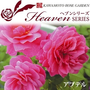 送料無料　アブデル長尺7号 大苗　　鉢植え バラ 薔薇 河本バラ園 ヘブンシリーズ 大苗 7号鉢 7寸