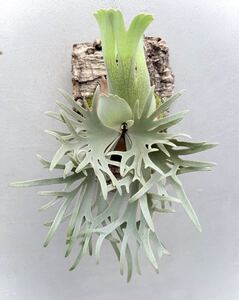 P. willinckii 