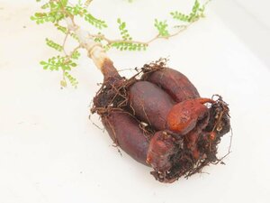 6178 「実生株」オペルクリカリア パキプス 抜き苗【種から発芽！・O.pachypus・塊根植物・葉落ちする】