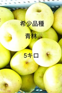 希少品種 幻のりんご 青林 家庭用5kg 16~20玉　岩手県産 完熟