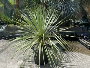 厳選美株 ユッカ ロストラータ 選抜品種 サファイアスカイズ 国内実生株 Yucca rostrata 