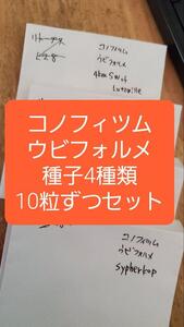 コノフィツム　ウビフォルメ　種子4種類　10粒ずつセット