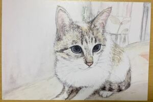 オリジナル 手描きイラスト ポストカード 猫 複製 シャムミックス 猫イラスト 水彩 【あおきしずか】