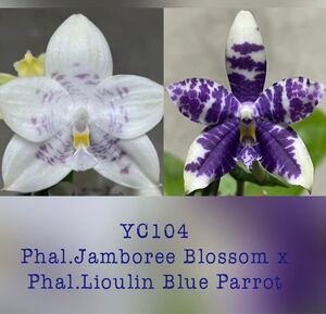 (^。 ^)(434) Phal. Jamboree Blossom x Liou Blue Parrot 洋蘭