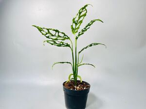 「20」モンステラ オブリクア ペルー　 Monstera obliqua Peru