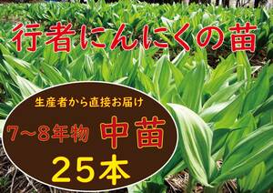 行者ニンニク 7～8年物 中球根苗 25 株