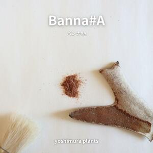 [胞子] Banna#A　バンナ #A　ビカクシダ