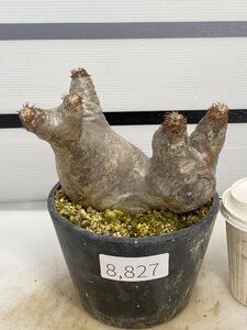 8827 「塊根植物」パキポディウム エニグマティクム 植え【発根・Pachypodium enigmaticum・多肉植物】