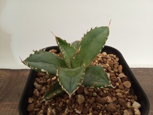 アガベ チタノタ フィリグリー 拇指厳竜　Agave titanota Filigree ③ 子株　発根済　良型　強刺 オテロイ