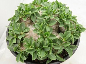 ■[W145]brevicaule　恵比寿笑い　実生苗　ヤマト運輸 【多肉植物　Pachypodium　パキポディウム】