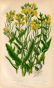 1854年 pratt 多色石版画 英国の顕花植物 アブラナ科 ナノハナ ブロッコリー キバナスズシロモドキ セイヨウアブラナなど5種