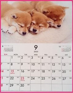 【送料無料:1冊:可愛い 「子犬」カレンダー:A4 30x21cm】★2025年:壁掛け：犬 いぬ イヌ 仔犬★暦・こよみ:12面タイプ:No2