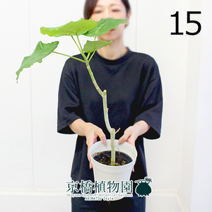 【現品】フィカス・ウンベラータ 5号（15）Ficus umbellata