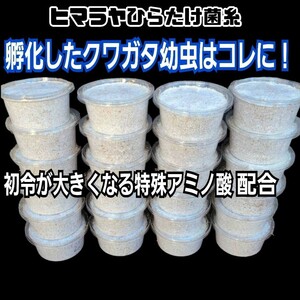 特選！ヒマラヤひらたけ菌糸カップ120ml【6個セット】初令、2令幼虫専用栄養添加剤配合！　オオクワガタ、ニジイロ、ヒラタ、ノコギリに！