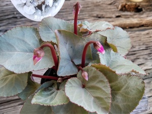 ★白銀の女王★02【シクラメン・プラチナリーフ『アフロディーテ』＊Cyclamen persicum Aphrodite＊】３号★写真現品★　　　　　