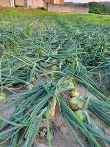 濃厚な甘さが魅力！淡路島産新鮮玉ねぎ逸品5kg お手頃セット