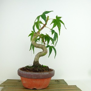 盆栽 紅葉 清玄 樹高 約23cm もみじ Acer palmatum モミジ カエデ科 落葉樹 観賞用 現品