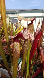 サラセニア 交配種 ファイアマウス ① sarracenia firemouth 食虫植物