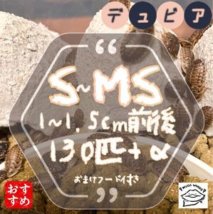 S~MS130匹+α 1~1.5cm前後 デュビア 【まとめて取引注文にて増量中】