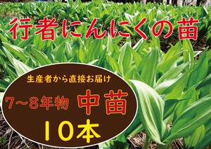 行者ニンニク 7～8年物 中球根苗 10株