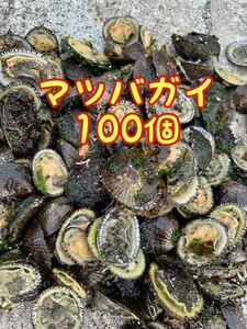 マツバ貝100個　マツバガイ　シンガサ　石鯛釣り餌つりえさ2.3kg