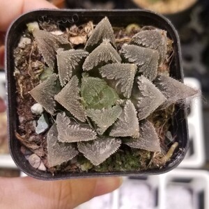 ハオルチア 白帝城 Haworthia 多肉植物 ハオルシア