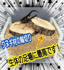 クワガタ、カブトムシの交尾の場所に最適！良質☆クヌギ朽木の輪切り【5枚セット】とまり木、足場、転倒防止・ディスプレイにも抜群です！