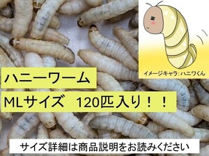 ハニーワーム　MIX(1.5㌢〜)　120匹！！