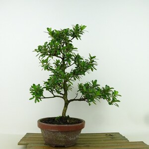 盆栽 皐月 白エビス 樹高 約26cm さつき Rhododendron indicum サツキ ツツジ科 常緑樹 観賞用 現品