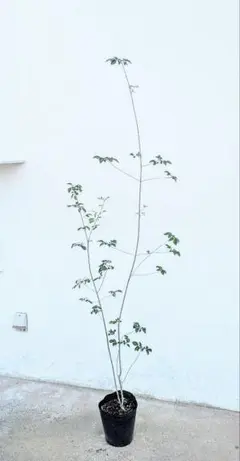 山採りアオダモ鉢植え。