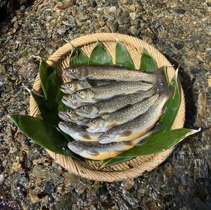 渓魚 天然いわな