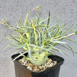 ユーフォルビア エチュベルクローサ 実生2 開花充実株 まん丸型 euphorbia etuberculosa 多肉植物 