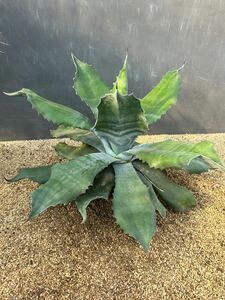 Agave salmiana v.feroxCrazy Horse アガベ　サルミアナ　フェロックス　クレイジーホース 大株